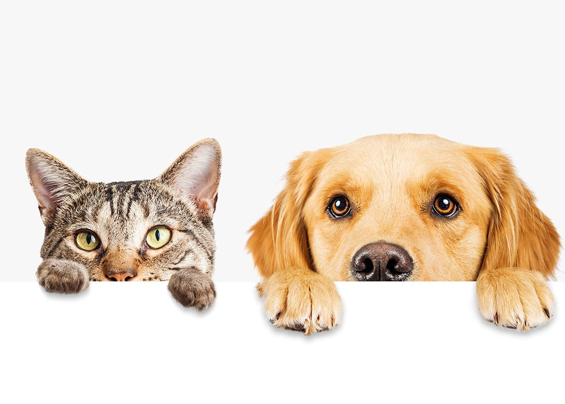 Home Page Banner Image